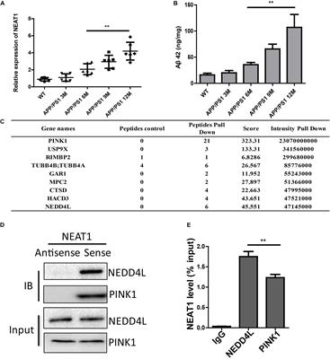 Depletion of LncRNA NEAT1 Rescues Mitochondrial Dysfunction Through NEDD4L-Dependent PINK1 Degradation in Animal Models of Alzheimer’s Disease